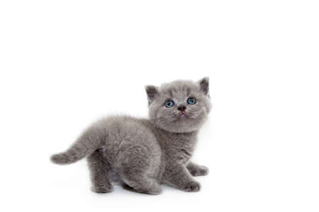 Playful cheerful kitten. British breed. On a white background. Place to insert text. For advertising, banners and messages. For veterinary clinics, sales of feed and animal accessories.の写真素材