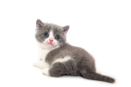Playful cheerful kitten. British breed. On a white background. Place to insert text. For advertising, banners and messages. For veterinary clinics, sales of feed and animal accessories.の写真素材