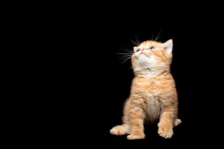 Playful cheerful kitten. British breed. On a white background. Place to insert text. For advertising, banners and messages. For veterinary clinics, sales of feed and animal accessories.の写真素材