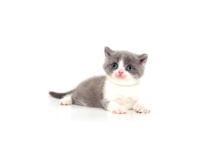 Playful cheerful kitten. British breed. On a white background. Place to insert text. For advertising, banners and messages. For veterinary clinics, sales of feed and animal accessories.の写真素材
