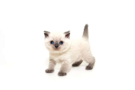 Playful cheerful kitten. British breed. On a white background. Place to insert text. For advertising, banners and messages. For veterinary clinics, sales of feed and animal accessories.の写真素材