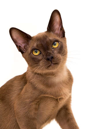 Brown burmese cat. On a white background.の写真素材