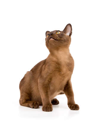 Brown burmese cat. On a white background.の写真素材