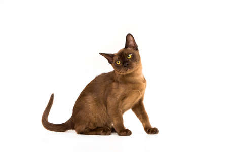 Brown burmese cat. Nice cute kitten. On a white background. Place to insert text. For advertising, banners and messages. For veterinary clinics, sales of feed and animal accessories.の写真素材