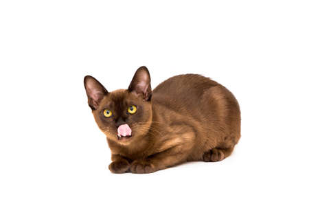 Brown burmese cat. Nice cute kitten. On a white background. Place to insert text. For advertising, banners and messages. For veterinary clinics, sales of feed and animal accessories.の写真素材