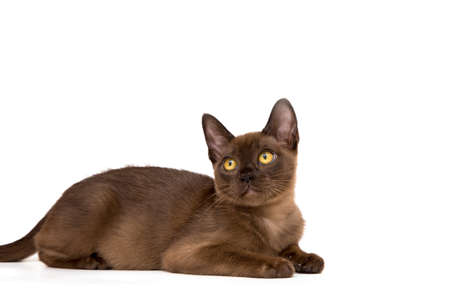 Brown burmese cat. Nice cute kitten. On a white background. Place to insert text. For advertising, banners and messages. For veterinary clinics, sales of feed and animal accessories.の写真素材