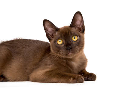 Brown burmese cat. Nice cute kitten. On a white background. Place to insert text. For advertising, banners and messages. For veterinary clinics, sales of feed and animal accessories.の写真素材