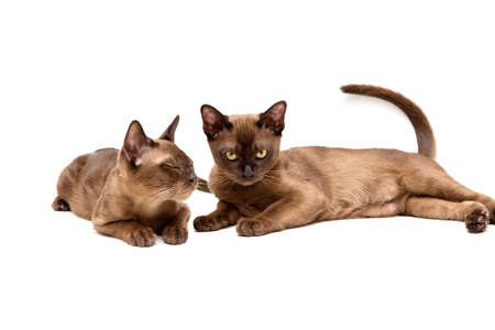 Brown burmese cat. Nice cute kitten. On a white background. Place to insert text. For advertising, banners and messages. For veterinary clinics, sales of feed and animal accessories.の写真素材