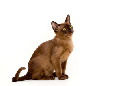 Brown burmese cat. Nice cute kitten. On a white background. Place to insert text. For advertising, banners and messages. For veterinary clinics, sales of feed and animal accessories.の写真素材