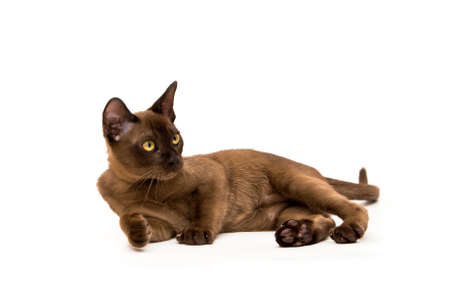 Brown burmese cat. Nice cute kitten. On a white background. Place to insert text. For advertising, banners and messages. For veterinary clinics, sales of feed and animal accessories.の写真素材