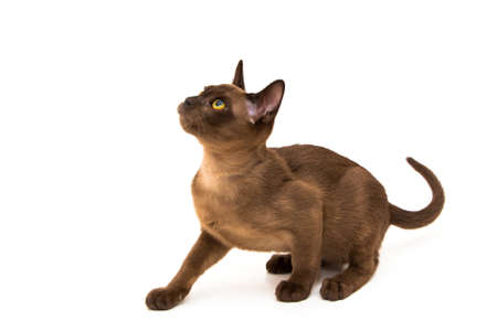 Brown burmese cat. Nice cute kitten. On a white background. Place to insert text. For advertising, banners and messages. For veterinary clinics, sales of feed and animal accessories.の写真素材