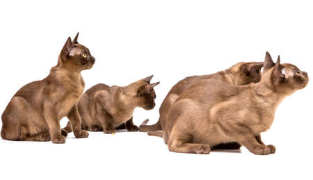 Brown burmese cat. Nice cute kitten. On a white background. Place to insert text. For advertising, banners and messages. For veterinary clinics, sales of feed and animal accessories.の写真素材