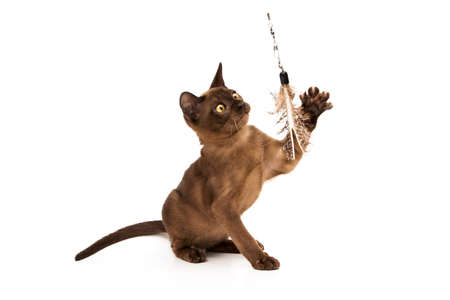 Brown burmese cat. Nice cute kitten. On a white background. Place to insert text. For advertising, banners and messages. For veterinary clinics, sales of feed and animal accessories.の写真素材