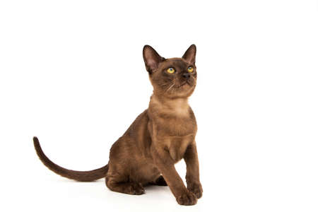 Brown burmese cat. Nice cute kitten. On a white background. Place to insert text. For advertising, banners and messages. For veterinary clinics, sales of feed and animal accessories.の写真素材