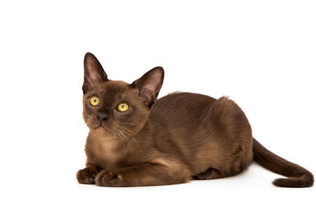 Brown burmese cat. Nice cute kitten. On a white background. Place to insert text. For advertising, banners and messages. For veterinary clinics, sales of feed and animal accessories.の写真素材