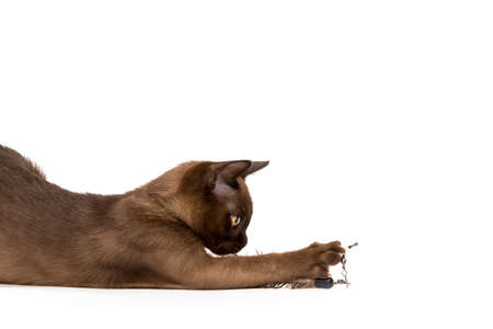 Brown burmese cat. Nice cute kitten. On a white background. Place to insert text. For advertising, banners and messages. For veterinary clinics, sales of feed and animal accessories.の写真素材