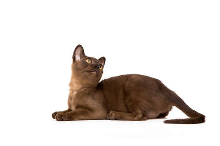 Brown burmese cat. Nice cute kitten. On a white background. Place to insert text. For advertising, banners and messages. For veterinary clinics, sales of feed and animal accessories.の写真素材