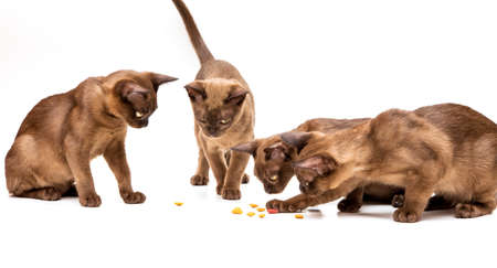 Brown burmese cat. Nice cute kitten. On a white background. Place to insert text. For advertising, banners and messages. For veterinary clinics, sales of feed and animal accessories.の写真素材