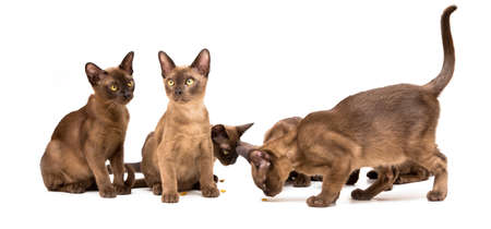 Brown burmese cat. Nice cute kitten. On a white background. Place to insert text. For advertising, banners and messages. For veterinary clinics, sales of feed and animal accessories.の写真素材