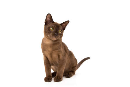 Brown burmese cat. Nice cute kitten. On a white background. Place to insert text. For advertising, banners and messages. For veterinary clinics, sales of feed and animal accessories.の写真素材