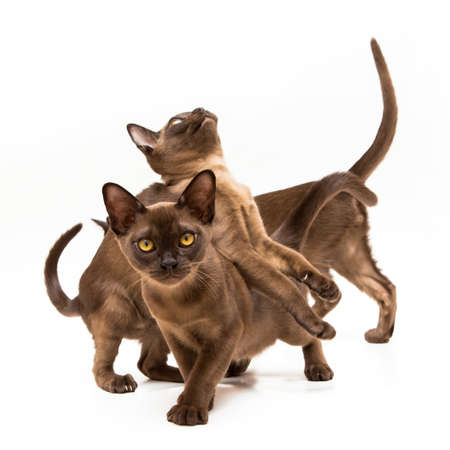 Brown burmese cat. Nice cute kitten. On a white background. Place to insert text. For advertising, banners and messages. For veterinary clinics, sales of feed and animal accessories.の写真素材