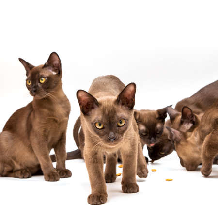 Brown burmese cat. Nice cute kitten. On a white background. Place to insert text. For advertising, banners and messages. For veterinary clinics, sales of feed and animal accessories.の写真素材