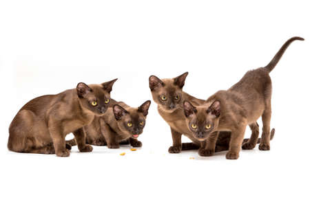 Brown burmese cat. Nice cute kitten. On a white background. Place to insert text. For advertising, banners and messages. For veterinary clinics, sales of feed and animal accessories.の写真素材
