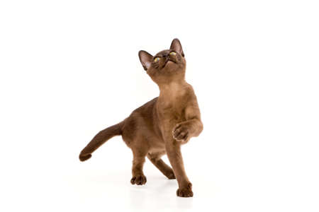 Brown burmese cat. Nice cute kitten. On a white background. Place to insert text. For advertising, banners and messages. For veterinary clinics, sales of feed and animal accessories.の写真素材