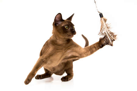 Brown burmese cat. Nice cute kitten. On a white background. Place to insert text. For advertising, banners and messages. For veterinary clinics, sales of feed and animal accessories.の写真素材