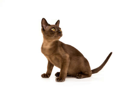 Brown burmese cat. Nice cute kitten. On a white background. Place to insert text. For advertising, banners and messages. For veterinary clinics, sales of feed and animal accessories.の写真素材