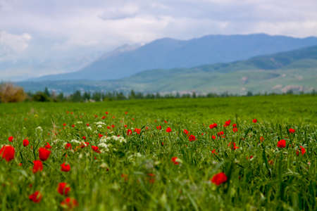 Poppies. A beautiful blooming glade of poppies.の写真素材