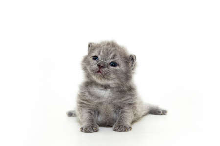 British kitten isolated on white. For advertising, posters and messagesの写真素材