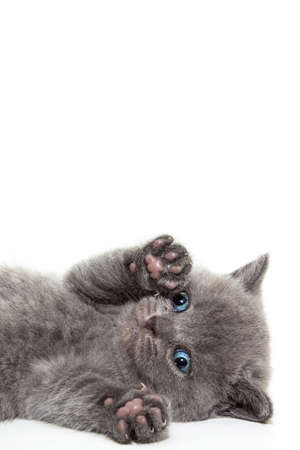 British kitten isolated on white. For advertising, posters and messagesの写真素材