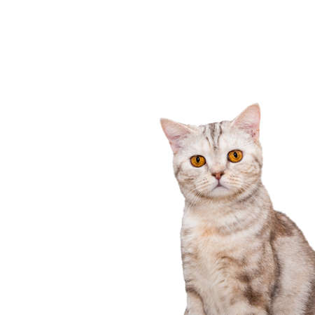 Portrait of a British breed cat. For advertising, posters and messagesの写真素材