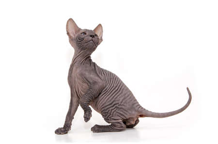 Sphynx kitten isolated on white. For advertising, posters and messagesの写真素材