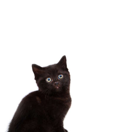 British kitten isolated on white. For advertising, posters and messagesの写真素材