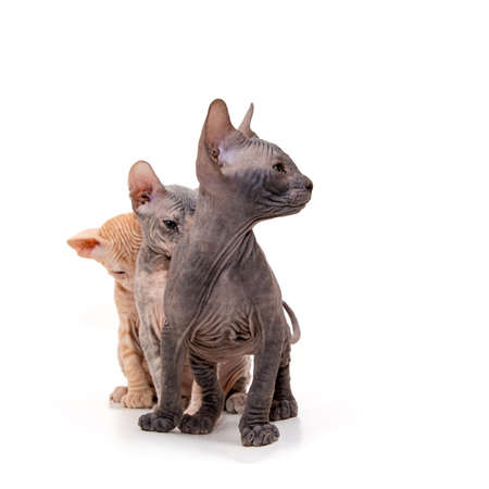 Sphynx kitten isolated on white. For advertising, posters and messagesの写真素材