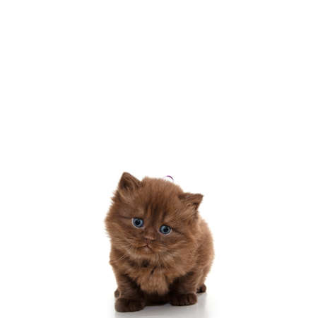British kitten isolated on white. For advertising, posters and messagesの写真素材