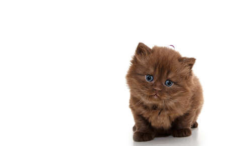 British kitten isolated on white. For advertising, posters and messagesの写真素材