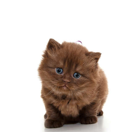 British kitten isolated on white. For advertising, posters and messagesの写真素材