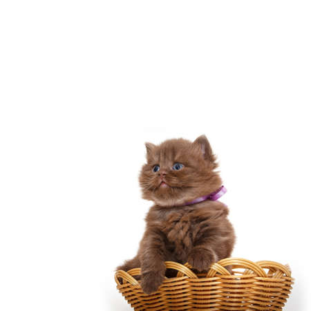 British kitten isolated on white. For advertising, posters and messagesの写真素材