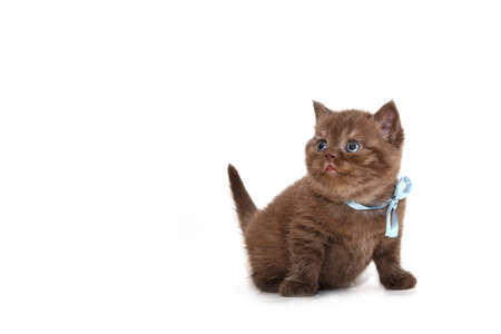 British kitten isolated on white. For advertising, posters and messagesの写真素材