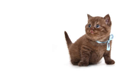 British kitten isolated on white. For advertising, posters and messagesの写真素材