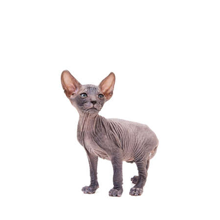 Sphynx kitten isolated on white. For advertising, posters and messagesの写真素材