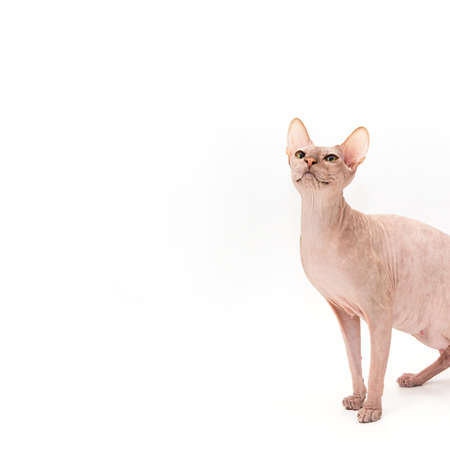 Sphynx kitten isolated on white. For advertising, posters and messagesの写真素材
