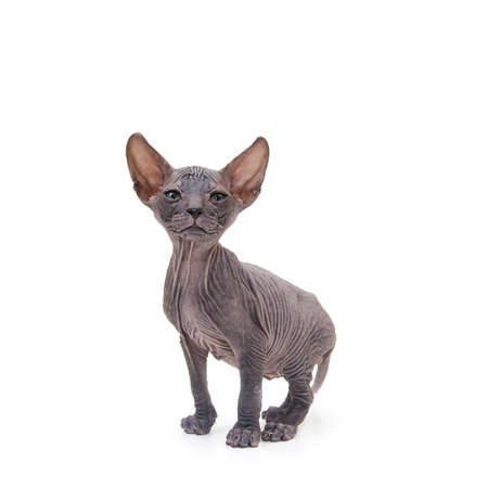 Sphynx kitten isolated on white. For advertising, posters and messagesの写真素材
