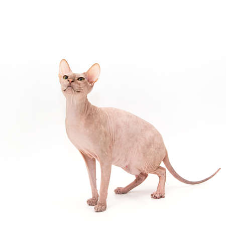 Sphynx kitten isolated on white. For advertising, posters and messagesの写真素材