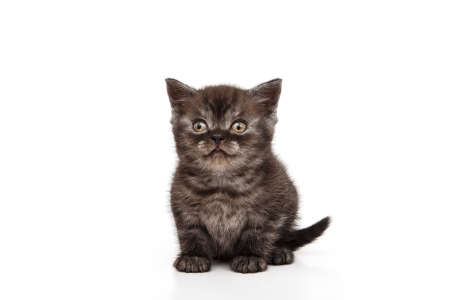 British kitten isolated on white. For advertising, posters and messagesの写真素材