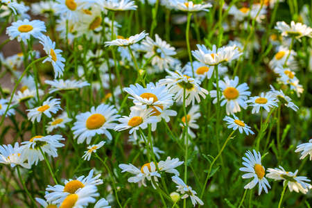 Beautiful chamomiles field at the sun. Summer day in nature, natural background.の写真素材