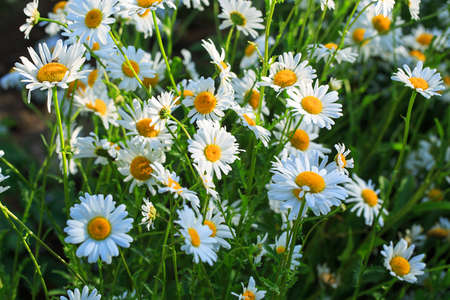 Beautiful chamomiles field at the sun. Summer day in nature, natural background.の写真素材